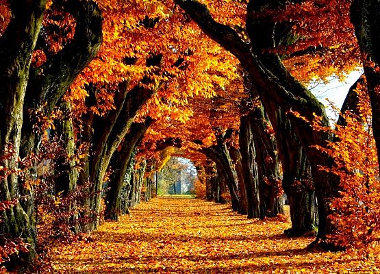 Jesienny konkurs recytatorski grafika