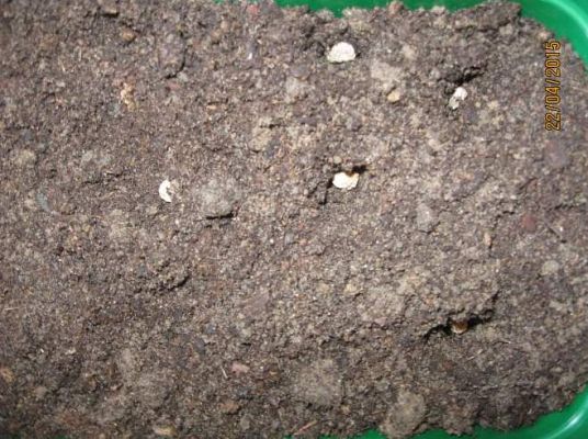 Grafika #10: Mali ogrodnicy 