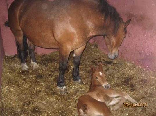 Grafika #17: Wycieczka do Nowęcina (Grupa II)