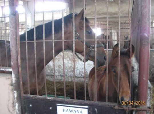 Grafika #19: Wycieczka do Nowęcina (Grupa II)