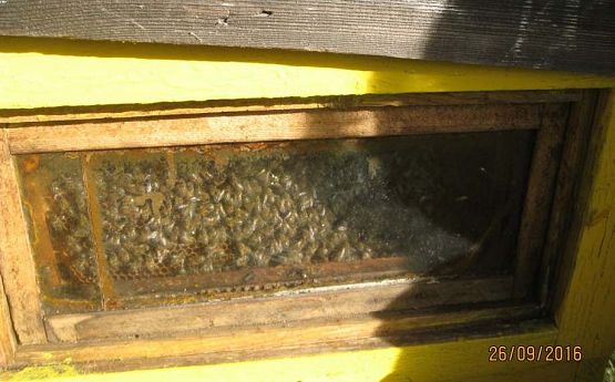 Grafika #1: Wycieczka do pasieki