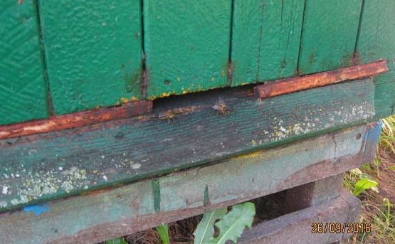 Grafika #7: Wycieczka do pasieki