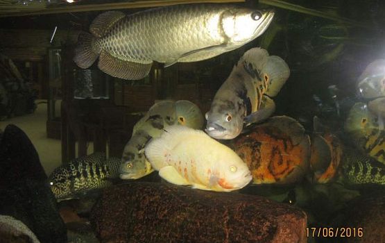 Grafika #13: Wycieczka do Parku Edukacyjnego w Tuchlinie 17.06.2016r.