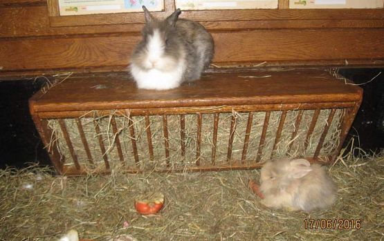 Grafika #17: Wycieczka do Parku Edukacyjnego w Tuchlinie 17.06.2016r.