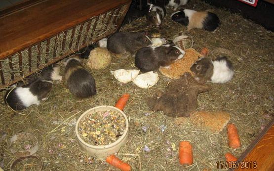 Grafika #18: Wycieczka do Parku Edukacyjnego w Tuchlinie 17.06.2016r.