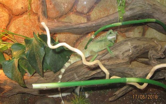 Grafika #22: Wycieczka do Parku Edukacyjnego w Tuchlinie 17.06.2016r.