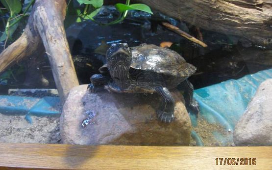 Grafika #24: Wycieczka do Parku Edukacyjnego w Tuchlinie 17.06.2016r.