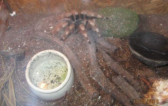 Grafika #30: Wycieczka do Parku Edukacyjnego w Tuchlinie 17.06.2016r.