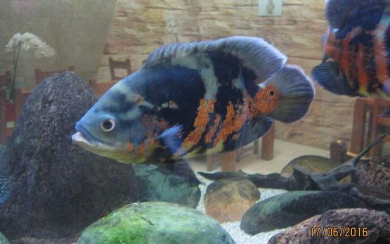 Grafika #47: Wycieczka do Parku Edukacyjnego w Tuchlinie 17.06.2016r.