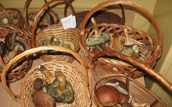 Grafika #18: Grzybobranie 01.10.2015 r.