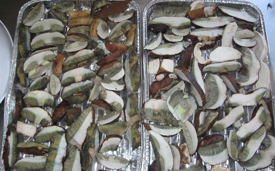 Grafika #19: Grzybobranie 01.10.2015 r.