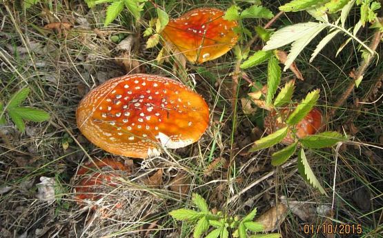 Grafika #2: Grzybobranie 01.10.2015 r.