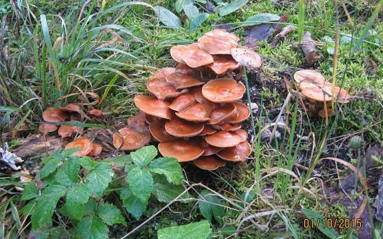 Grafika #3: Grzybobranie 01.10.2015 r.