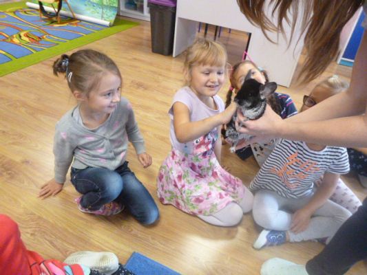 Grafika #2: Nasza puchata przyjaciółka szynszyla cz. IV