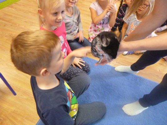 Grafika #3: Nasza puchata przyjaciółka szynszyla cz. IV