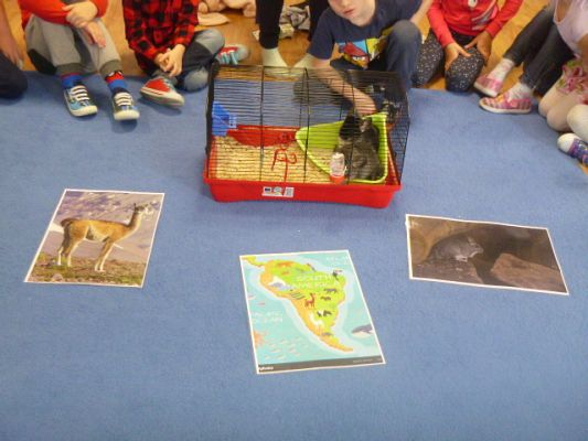 Grafika #5: Nasza puchata przyjaciółka szynszyla cz. IV