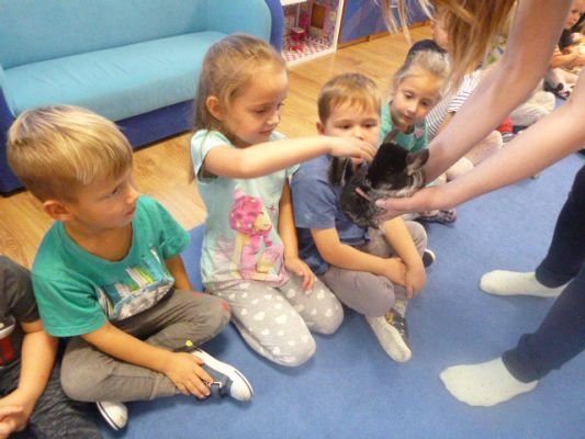 Grafika #2: Nasza puchata przyjaciółka szynszyla cz. III