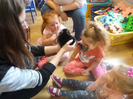 Grafika #0: Nasza puchata przyjaciółka szynszyla cz. II