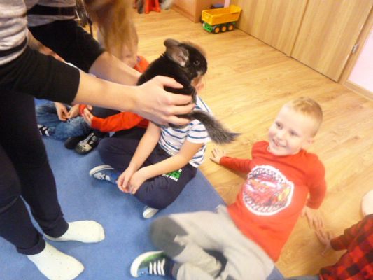 Grafika #2: Nasza puchata przyjaciółka szynszyla cz. II