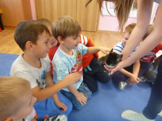 Grafika #6: Nasza puchata przyjaciółka szynszyla cz. II