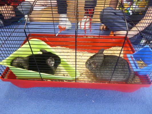 Grafika #6: Nasza puchata przyjaciółka szynszyla cz. I