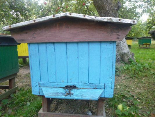 Grafika #6: Przedszkolaki w pasiece cz.I