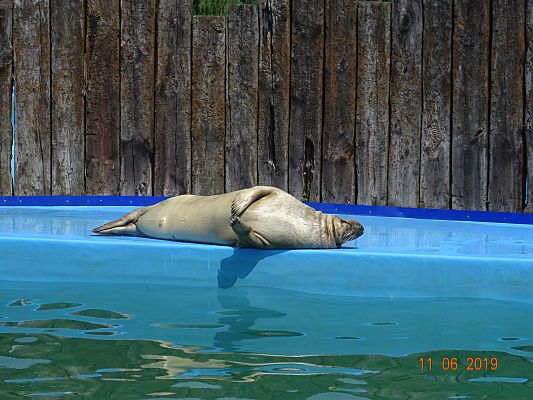 Grafika #2: Wycieczka do Sea Park -Fokarium Motylki cz. VI