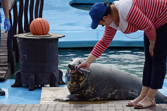 Grafika #3: Wycieczka do Sea Park -Fokarium Motylki cz. VI