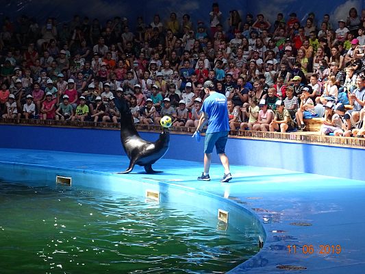 Grafika #8: Wycieczka do Sea Park -Fokarium Motylki cz. V