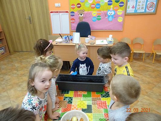 Grafika #14: Szczypiorek w roli głównej. maluszki sadzą cebulkę