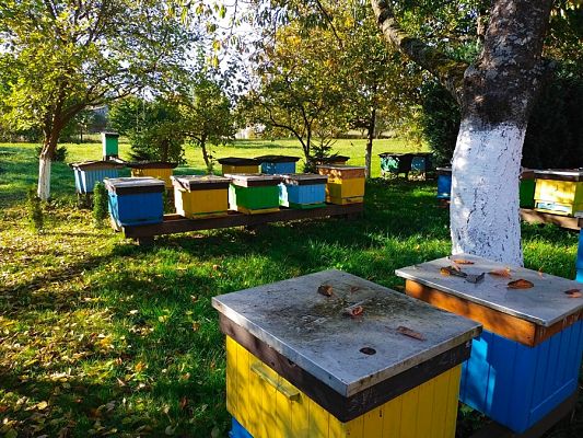 Grafika #4: Wyjście do pasieki cz. III