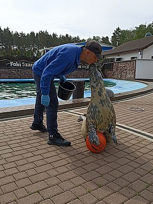 Grafika #8: Wycieczka do Sea Parku w Sarbsku cz. II