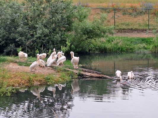 Grafika #10: Wycieczka do ZOO w Gdańsku cz. I