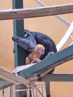 Grafika #18: Wycieczka do ZOO w Gdańsku cz. I