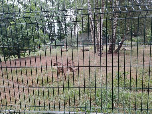 Grafika #19: Wycieczka do ZOO w Gdańsku cz. I