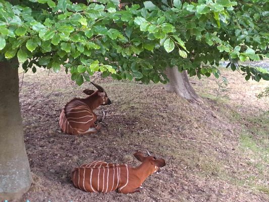 Grafika #3: Wycieczka do ZOO w Gdańsku cz. II