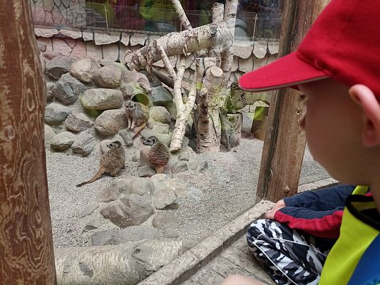 Grafika #21: Wycieczka do ZOO w Gdańsku cz. II